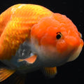Ranchu Red White *Assorted 2.5"-3" in.