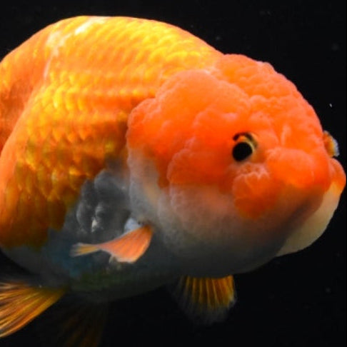 Ranchu Red White *Assorted 2.5"-3" in.