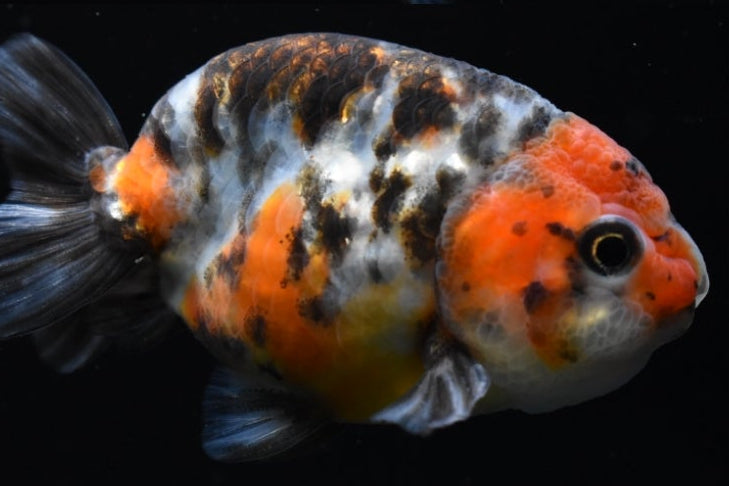 Ranchu Calico Assorted 2.5"-3" in.