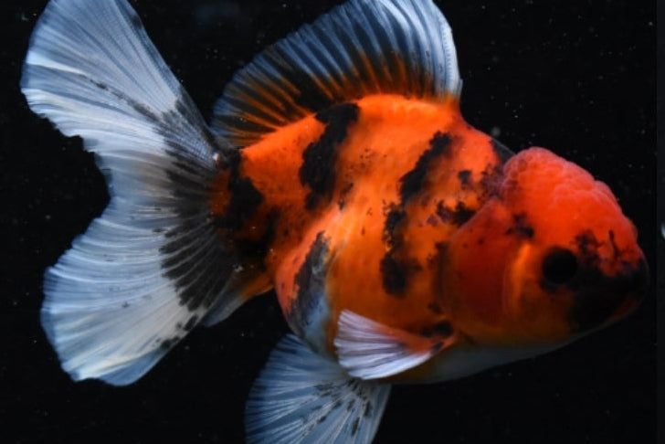 Oranda Calico Assorted 3.5"-4"in.