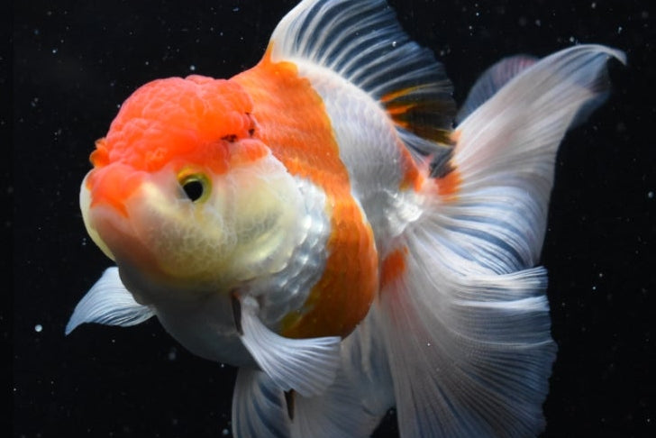 Oranda Red White Assorted 3.5"-4"in.