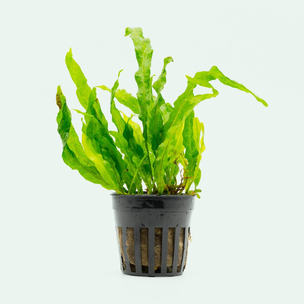 Java Fern / (Loose)