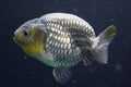 Ranchu  Blue/Silver Back Assorted 2.5"-3" in.