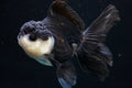 Oranda Panda Assorted 3.5"-4"in.