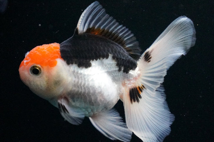 Oranda Tricolor Assorted 3.5"-4"in.