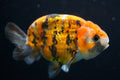 Ranchu Tiger Calico Assorted 2.5"-3" in.