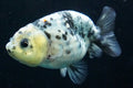 Ranchu Granite Calico Assorted 2"-2.5" in.