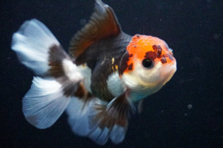 Oranda Tricolor Assorted 3.5"-4"in.