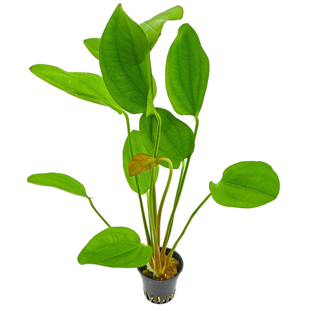 Aquarium Plant Pack Assorted x5 (Lead Bunches / Loose)