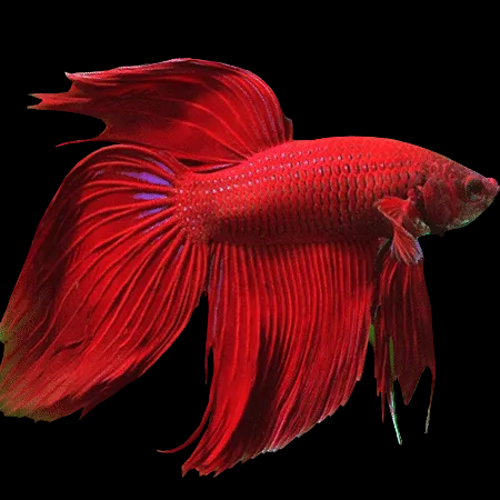Male Betta Red Veil Tail *Assorted