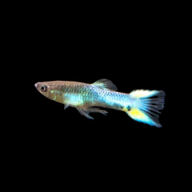 3Pack - Blue Endler Guppy *Assorted