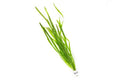 Jungle Vallisneria / (Lead Bunch)