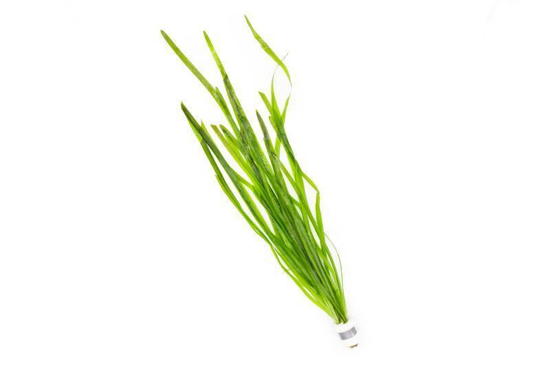 Jungle Vallisneria / (Lead Bunch)