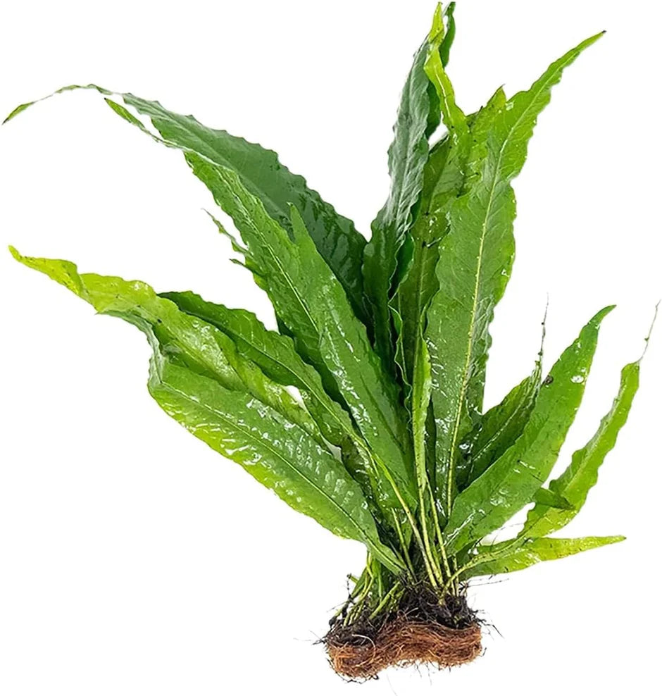 Java Fern / (Loose)