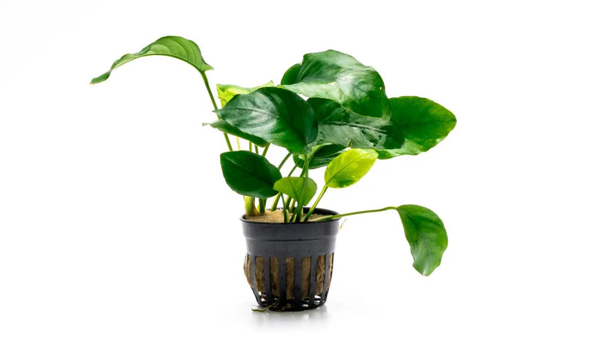 Anubias Barteri / (Pot)