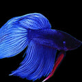 Male Betta Blue Veil Tail *Assorted