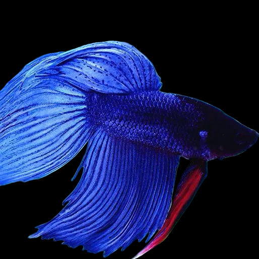 Male Betta Blue Veil Tail *Assorted