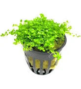 Dwarf Baby Tears / (Pot)