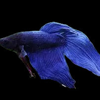 Male Betta Blue Veil Tail *Assorted