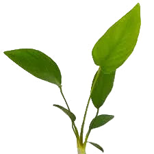 Anubias Congensis / (Pot)