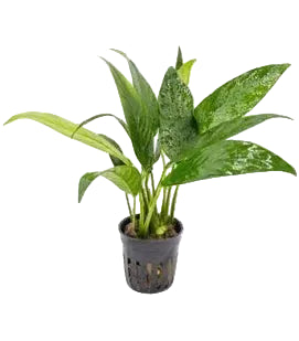 Anubias Congensis / (Pot)