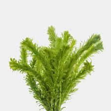 Egeria Densa / (Lead Bunch)