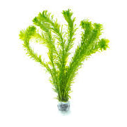 Egeria Densa / (Lead Bunch)