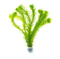 Egeria Densa / (Lead Bunch)