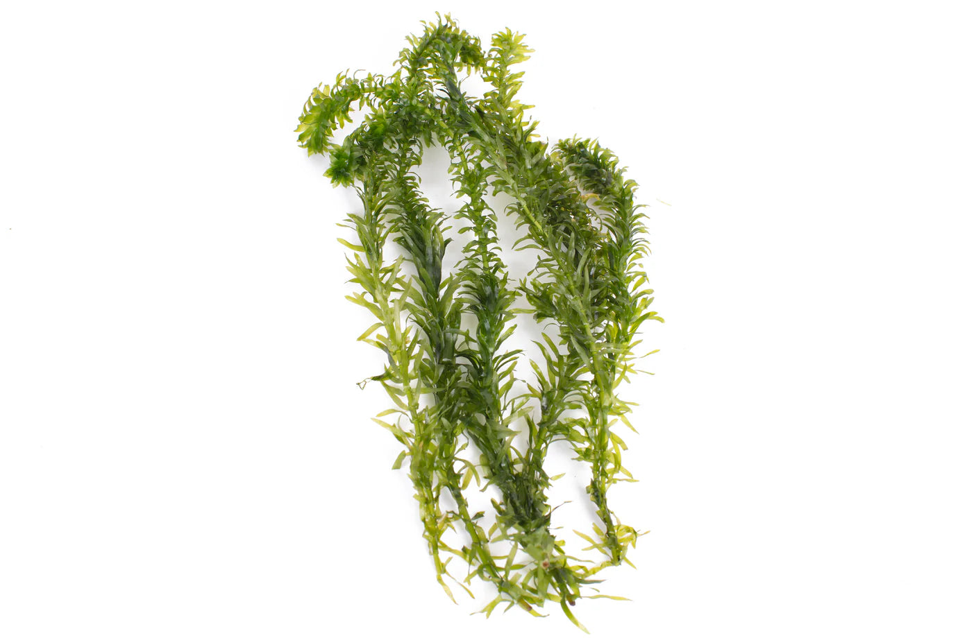 Egeria Densa / (Lead Bunch)
