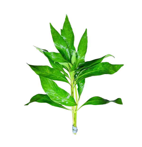 Green Temple / (Lead Bunch)
