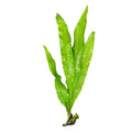 Java Fern / (Loose)