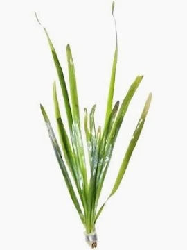 Jungle Vallisneria / (Lead Bunch)