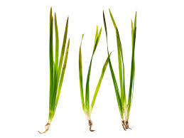 Jungle Vallisneria / (Lead Bunch)