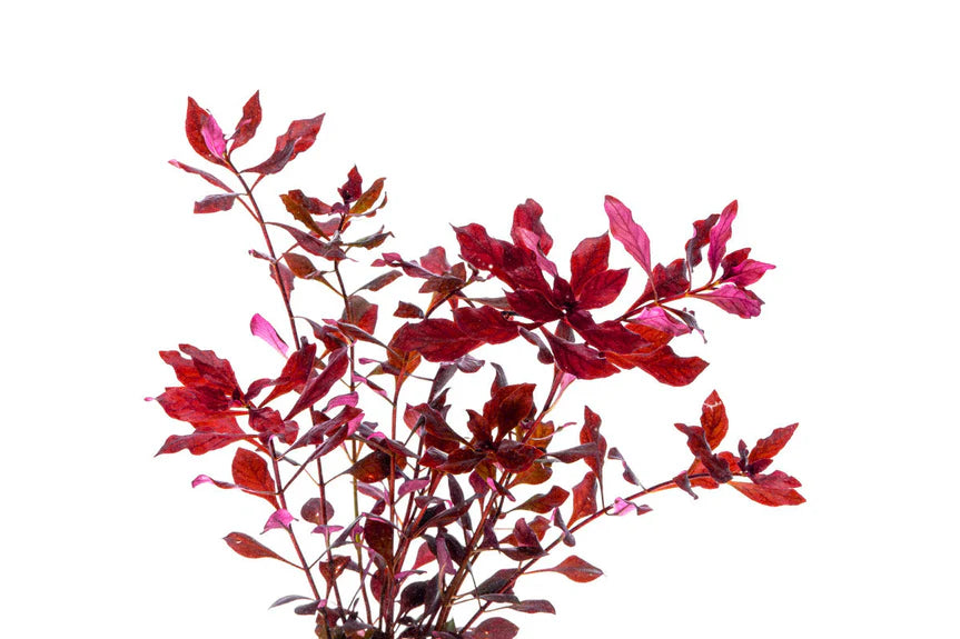 Ludwigia Super Red / (Lead Bunch)