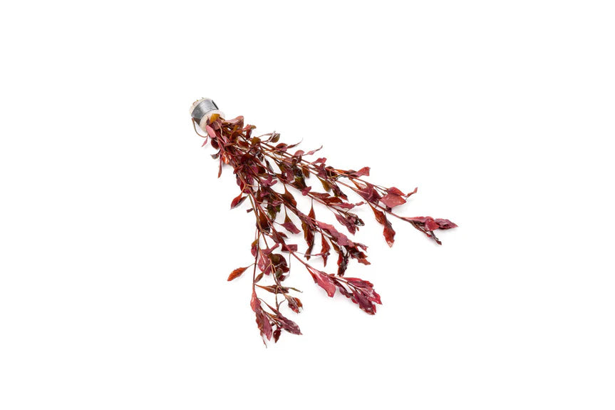 Ludwigia Super Red / (Lead Bunch)