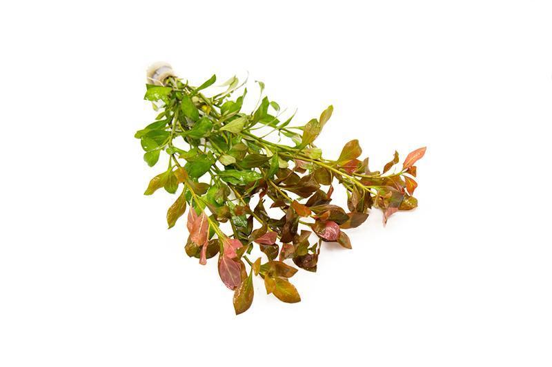 Ludwigia Repens / (Lead Bunch)
