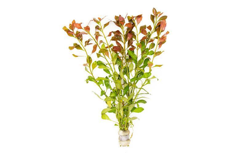 Ludwigia Repens / (Lead Bunch)