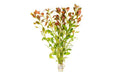 Ludwigia Repens / (Lead Bunch)