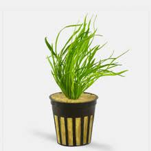 Micro Sword / (Pot) (Copy)