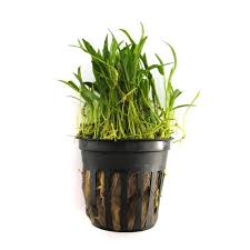 Micro Sword / (Pot) (Copy)