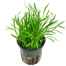 Micro Sword / (Pot) (Copy)