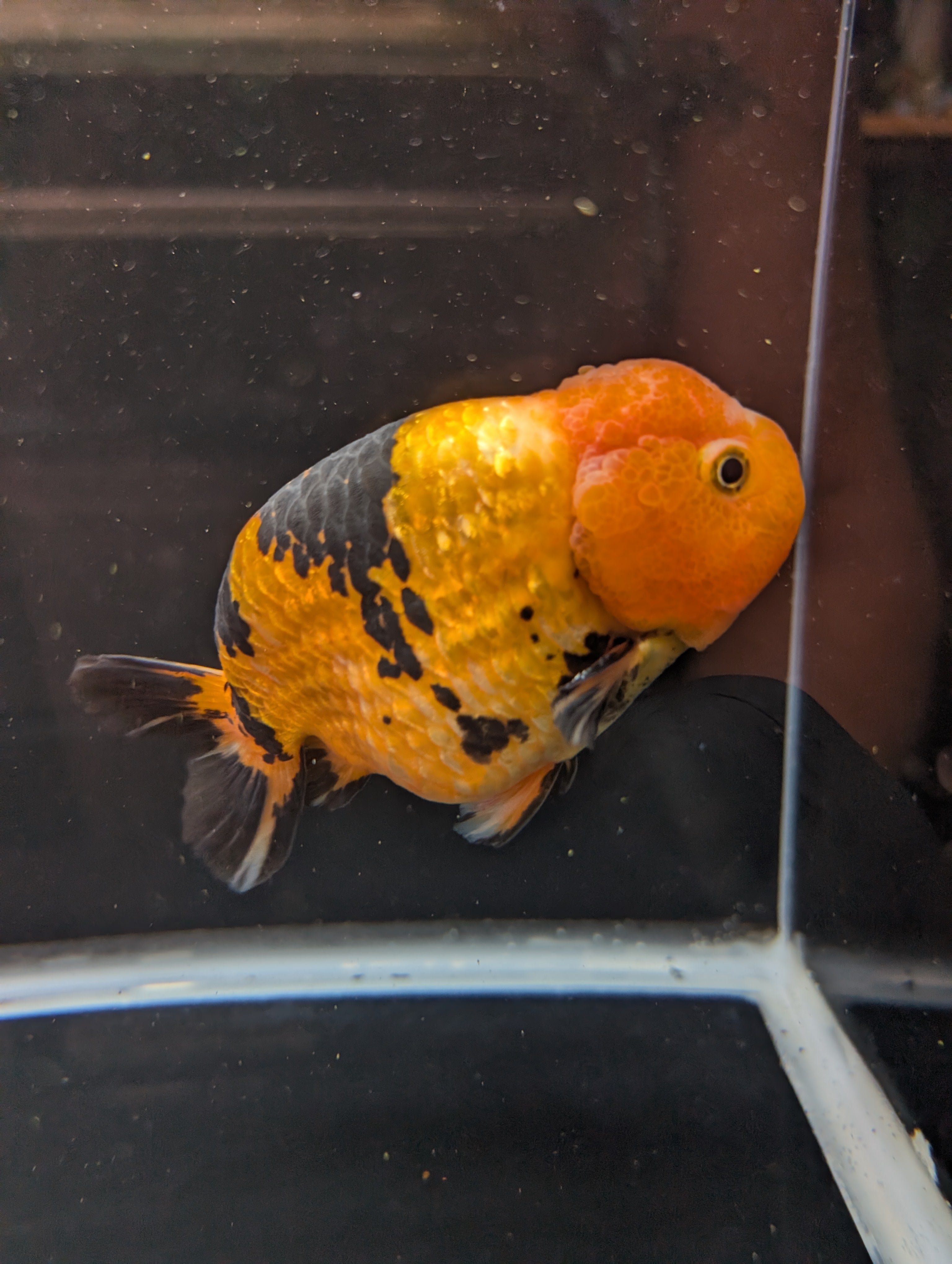Jumbo Ranchu Calico 4.5"-5" in. ID#821R8A-034