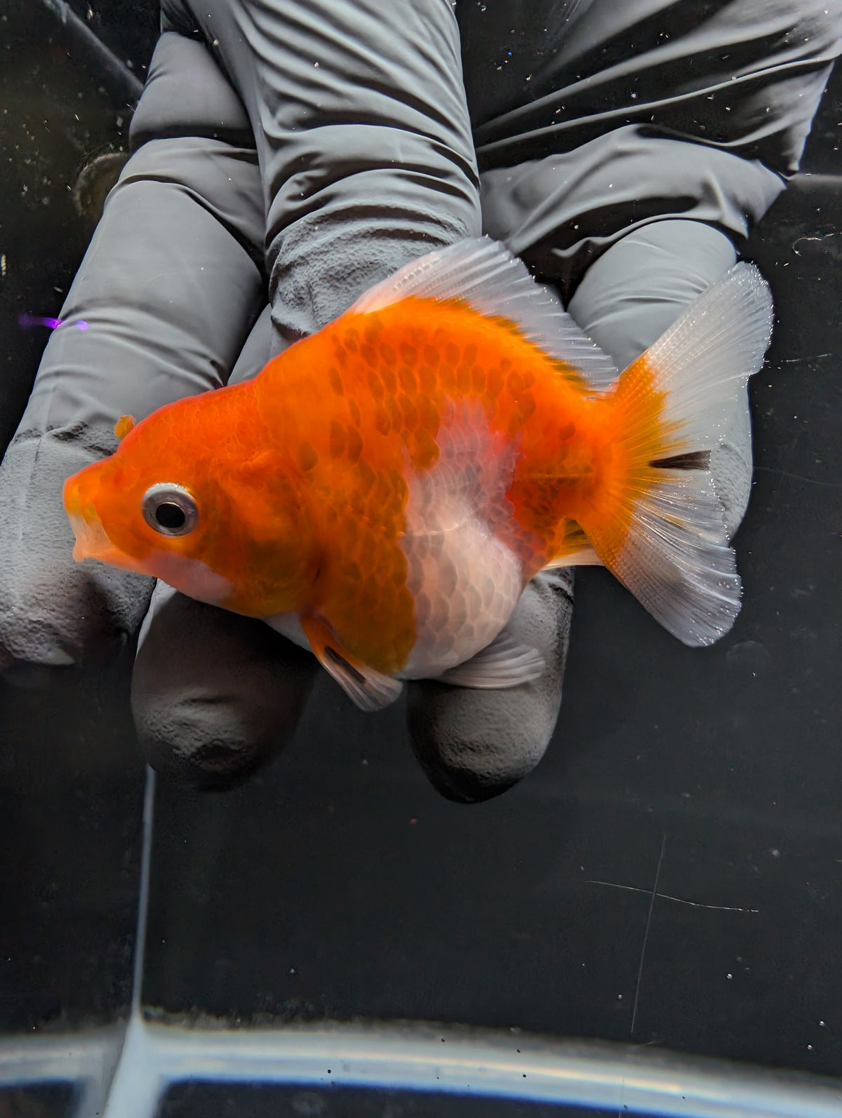 Baby Thai Shogun Oranda Red White 2"-2.5" in. ID#1016BSG11A-006