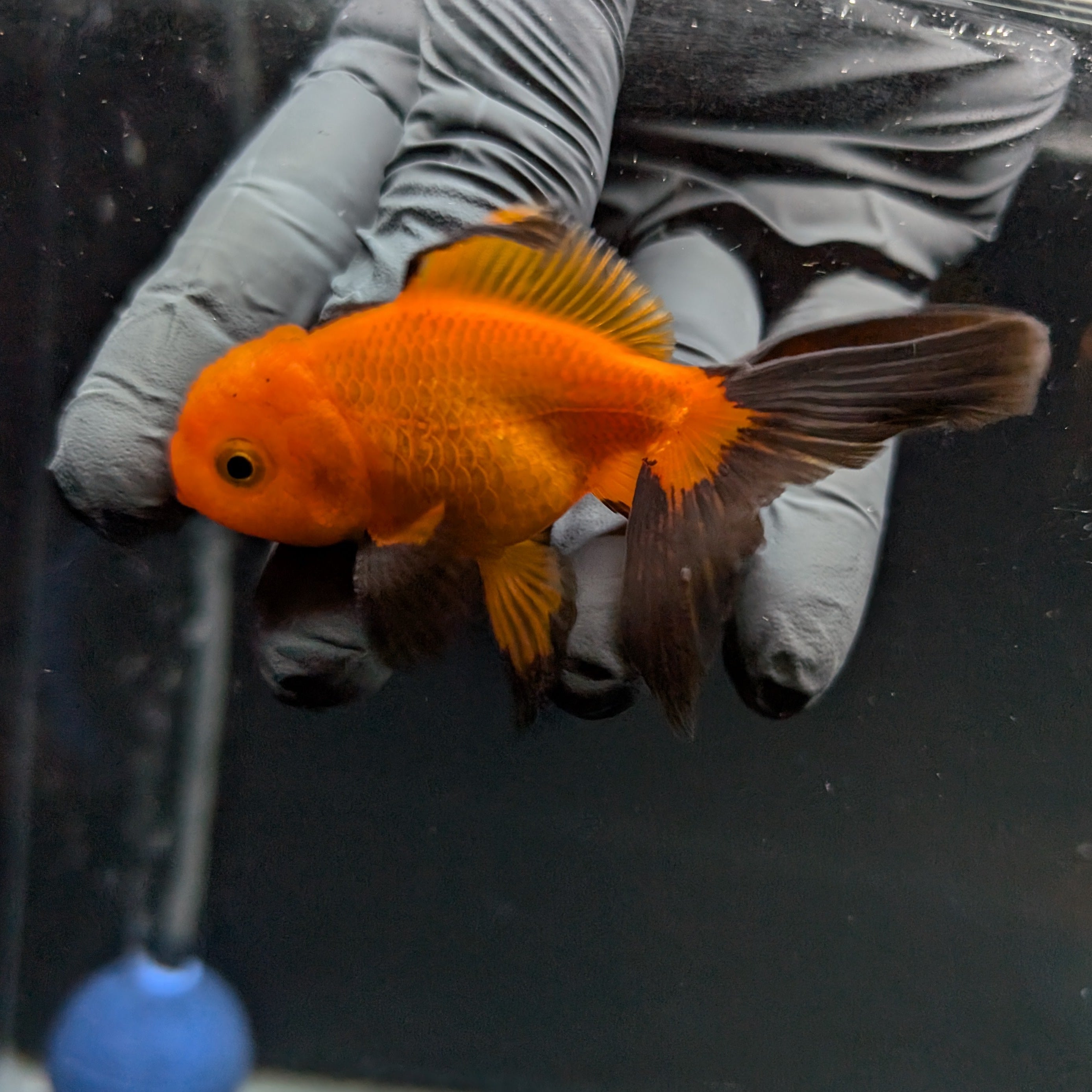Juvenile Oranda Red Black 3"-3.5"in.  ID#515T2A-003