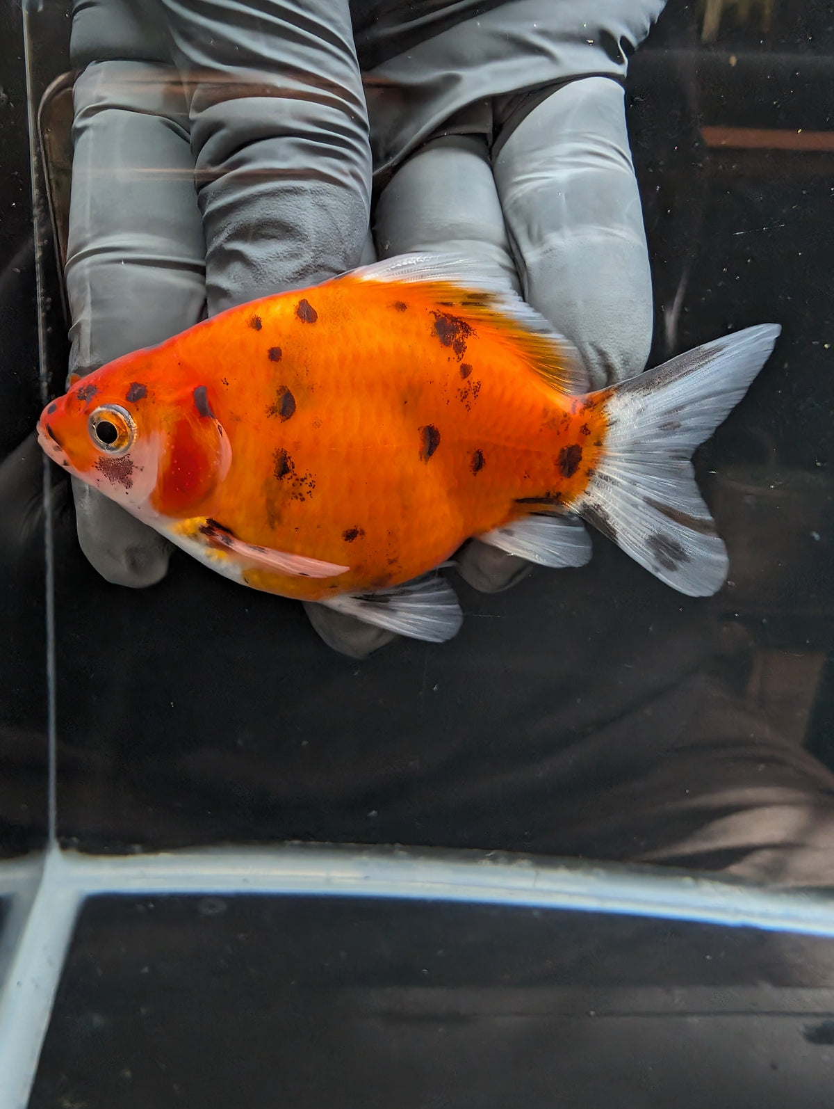 Tamasaba Calico 3.5" in. ID#1023TM1B-024
