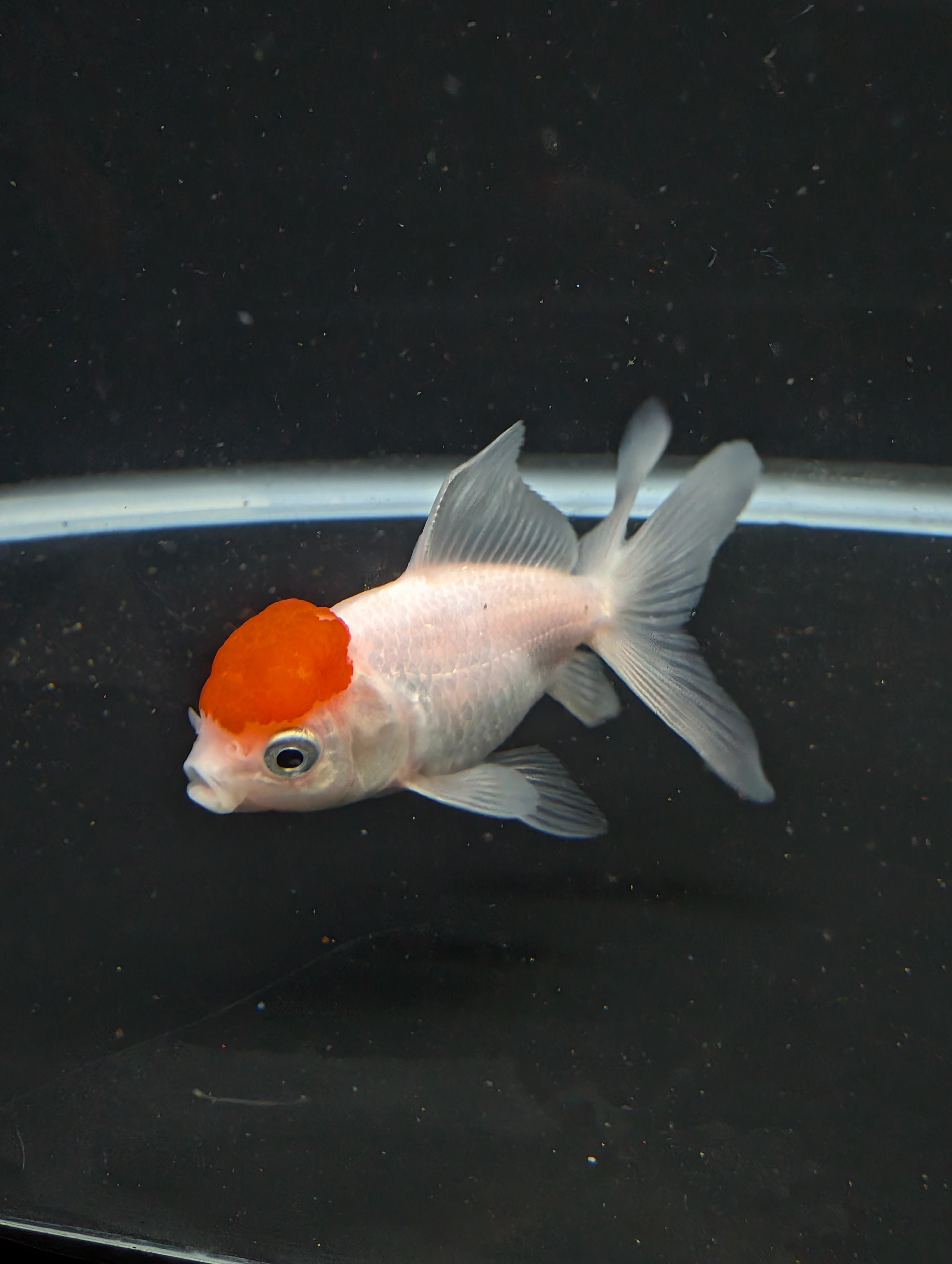 Juvenile Oranda  Red Cap 3"-3.5"in.  ID#619T1A-020