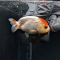Baby Ranchu Red White 2.5"-3" in. ID#515R4A-007