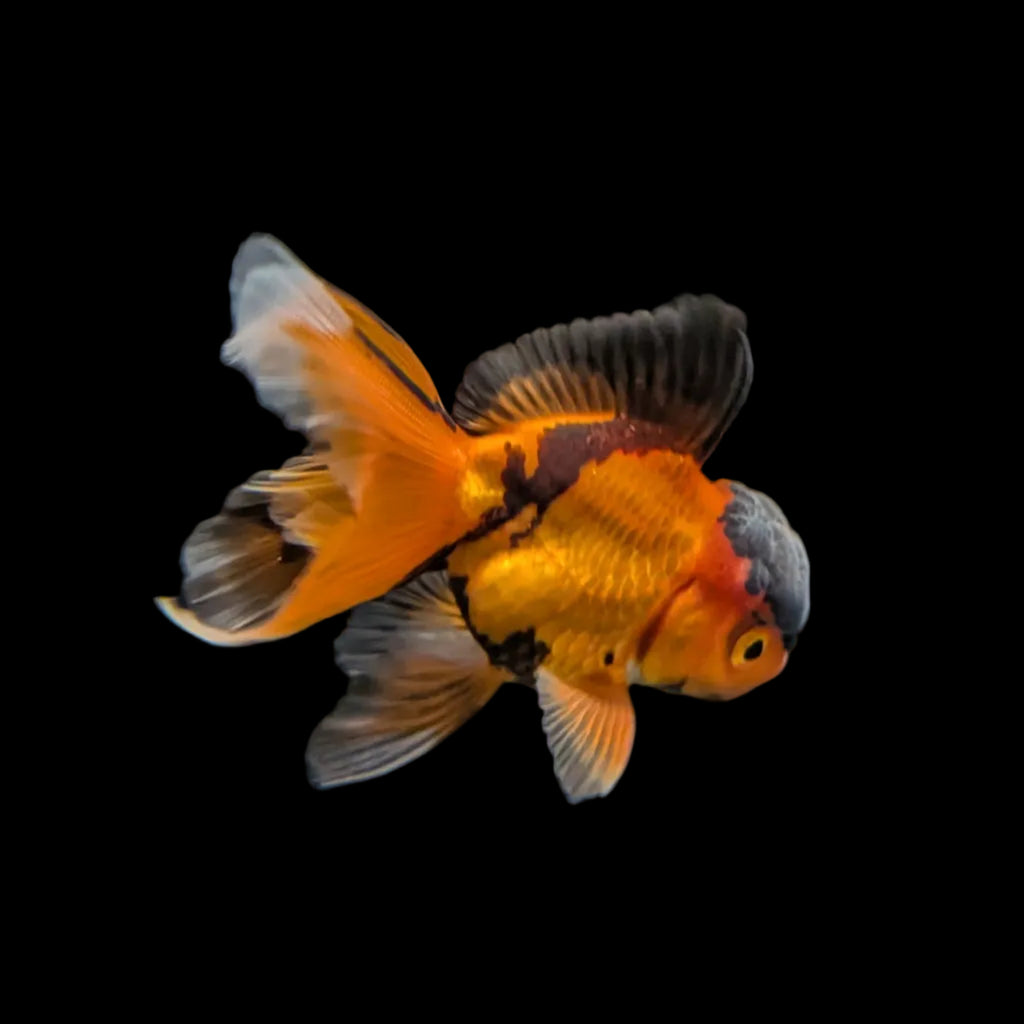 Juvenile Oranda Tricolor 3.5"-4" in.  ID#320T13b-016