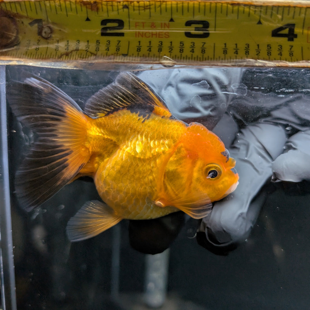 Juvenile Oranda Tricolor 3.5"-4" in.  ID#417T7A-014