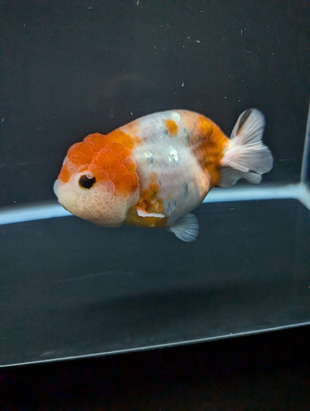 Jumbo Ranchu Sakura 4.5"-5" in. ID#828R8A-054